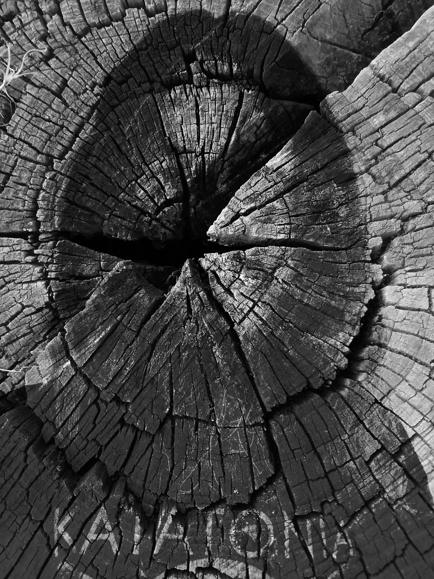 Autorretrato de madera (2025)
